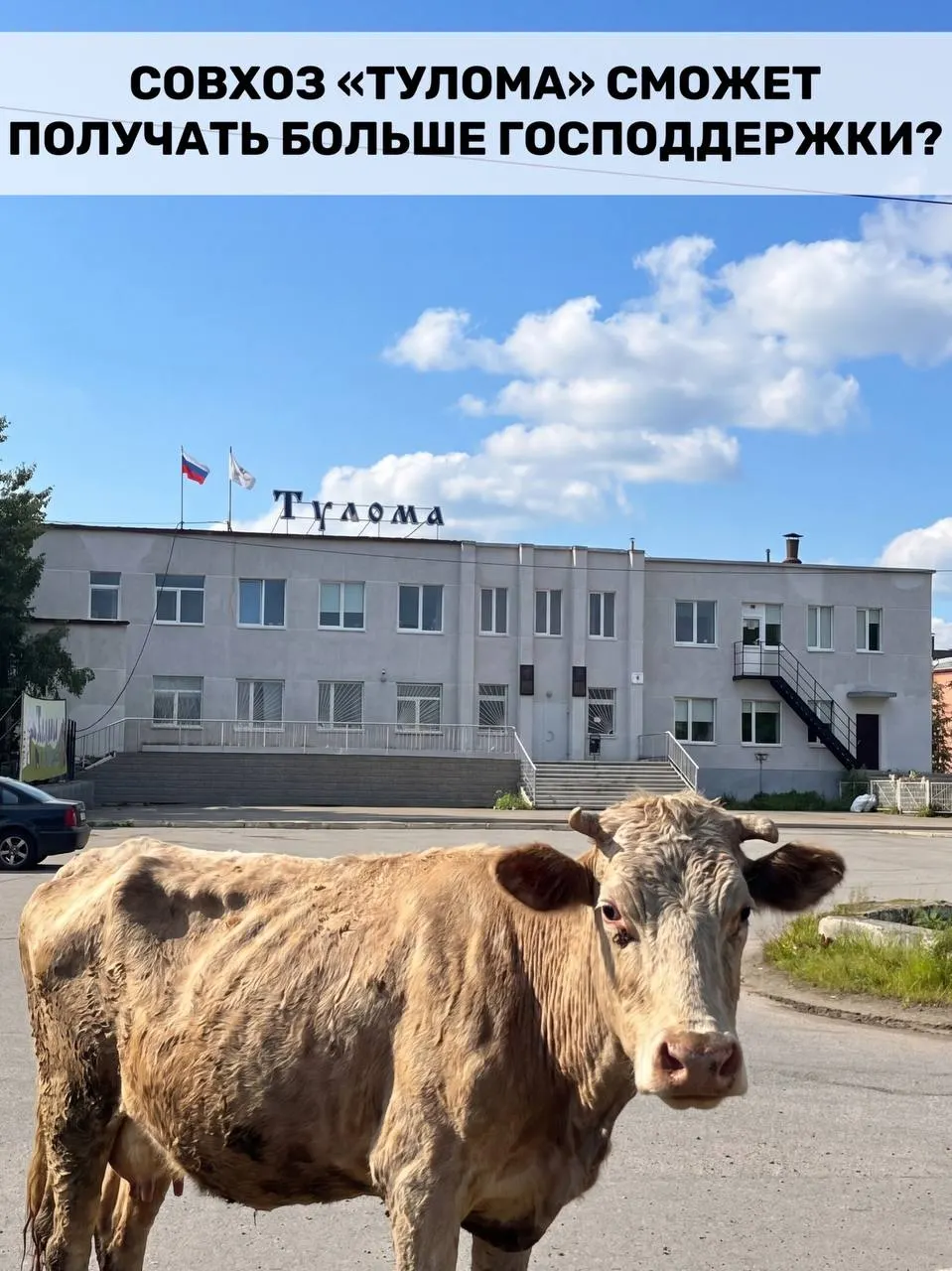 Правила субсидирования молочных хозяйств изменили: теперь помощь положена и тем предприятиям, где государству или муниципалитету принадлежит более 25% капитала. Для Мурманской области это важно, но работники совхоза сообщают о критических проблемах на предприятии и опасаются за поголовье.