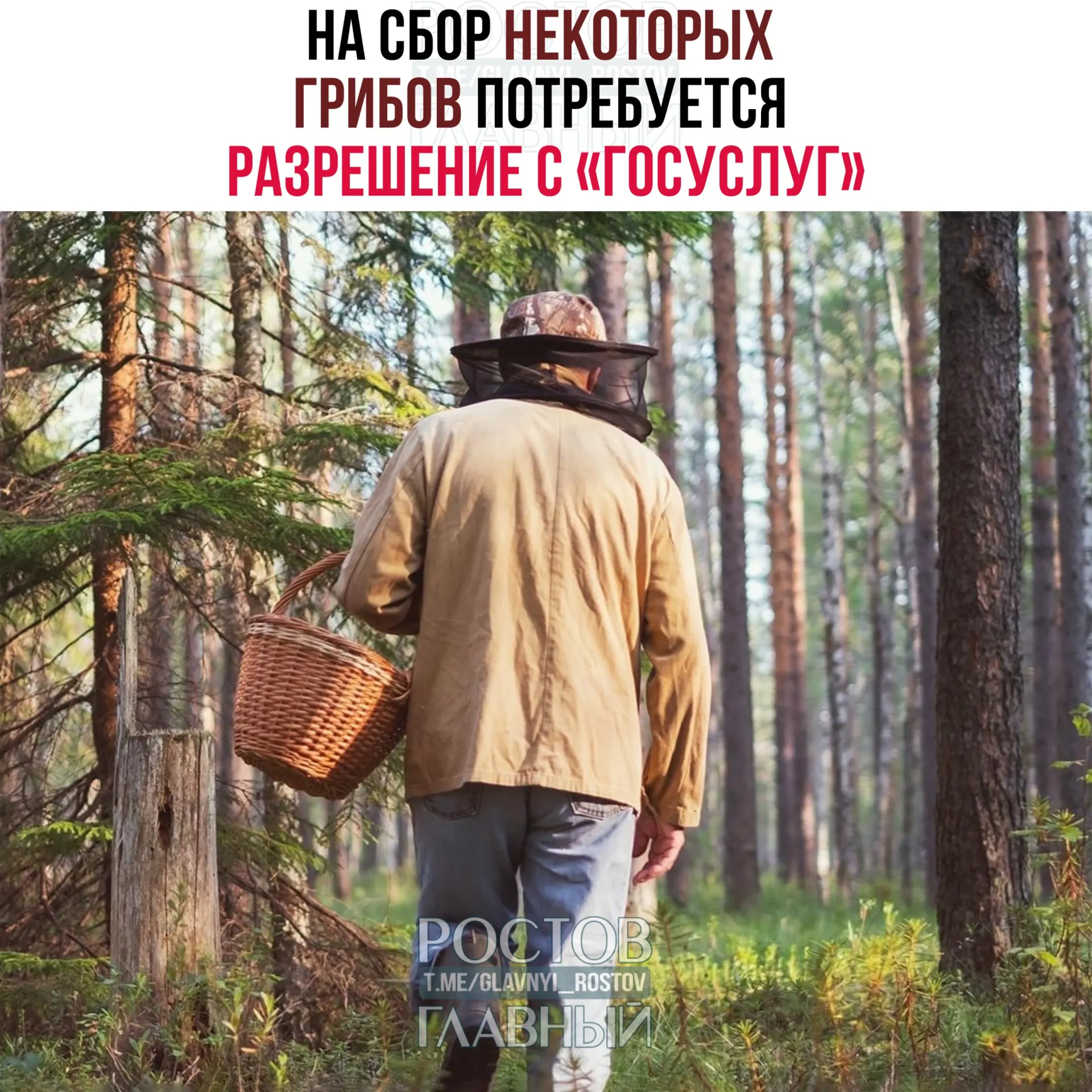 С 1 сентября 2027 года потребуется разрешение на сбор ряда редких грибов — заявка будет рассматриваться до 15 дней; за сбор грибов, внесённых в Красную книгу, без разрешения предусмотрена уголовная ответственность.