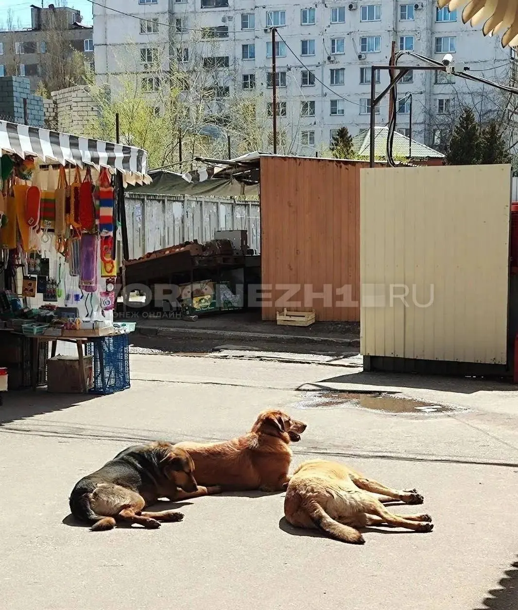 Возбуждено уголовное дело по факту халатности; расследование взял на личный контроль председатель Следственного комитета.
