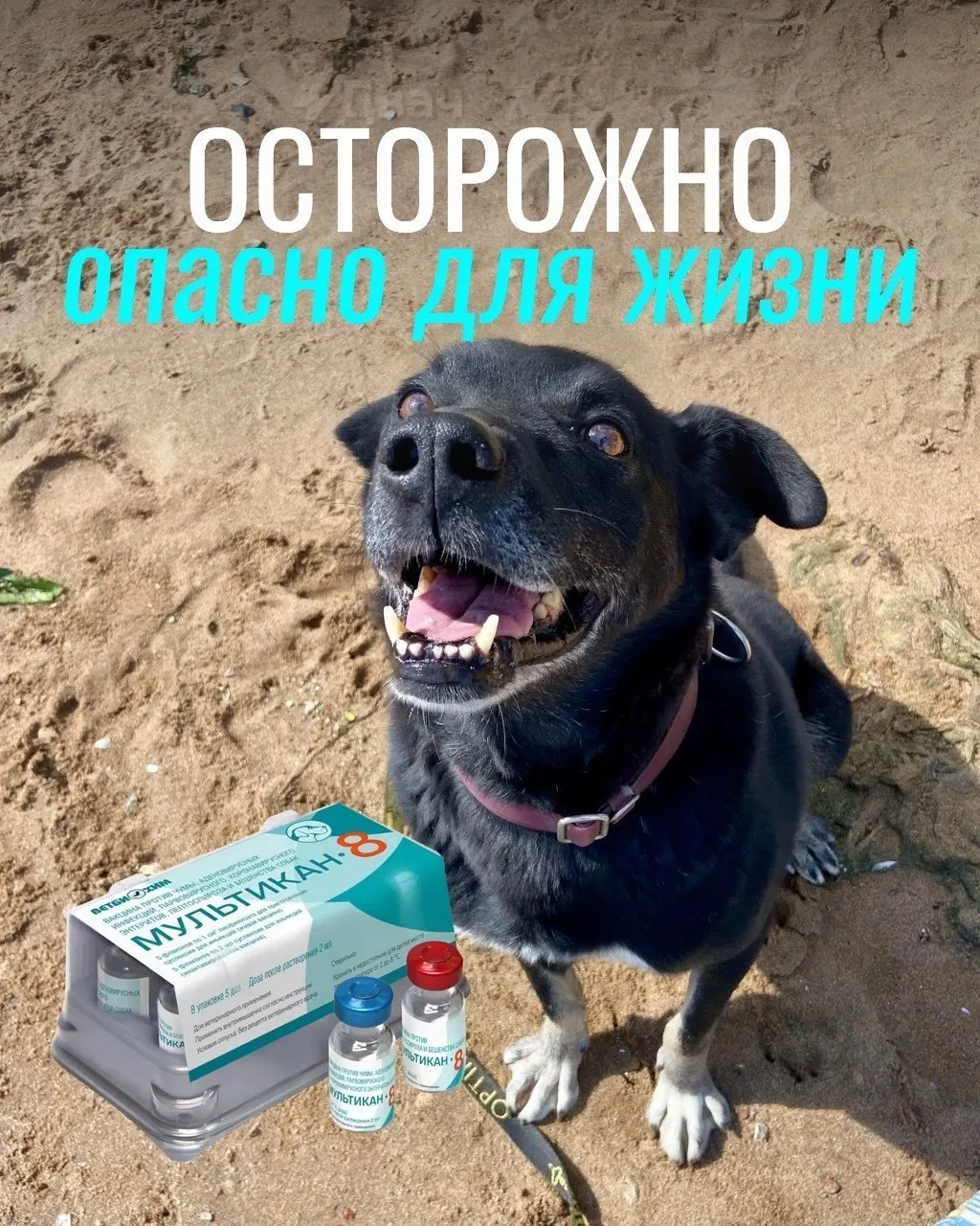 Сообщения о тяжёлых побочных эффектах после прививки отечественной вакциной «Мультикан-8»: часть собак погибла, партия вакцины изъята, продолжается экспертиза.
